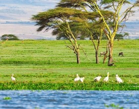 Hồ Naivasha - Kenya điểm đến không thể bỏ qua khi đến với Châu Phi